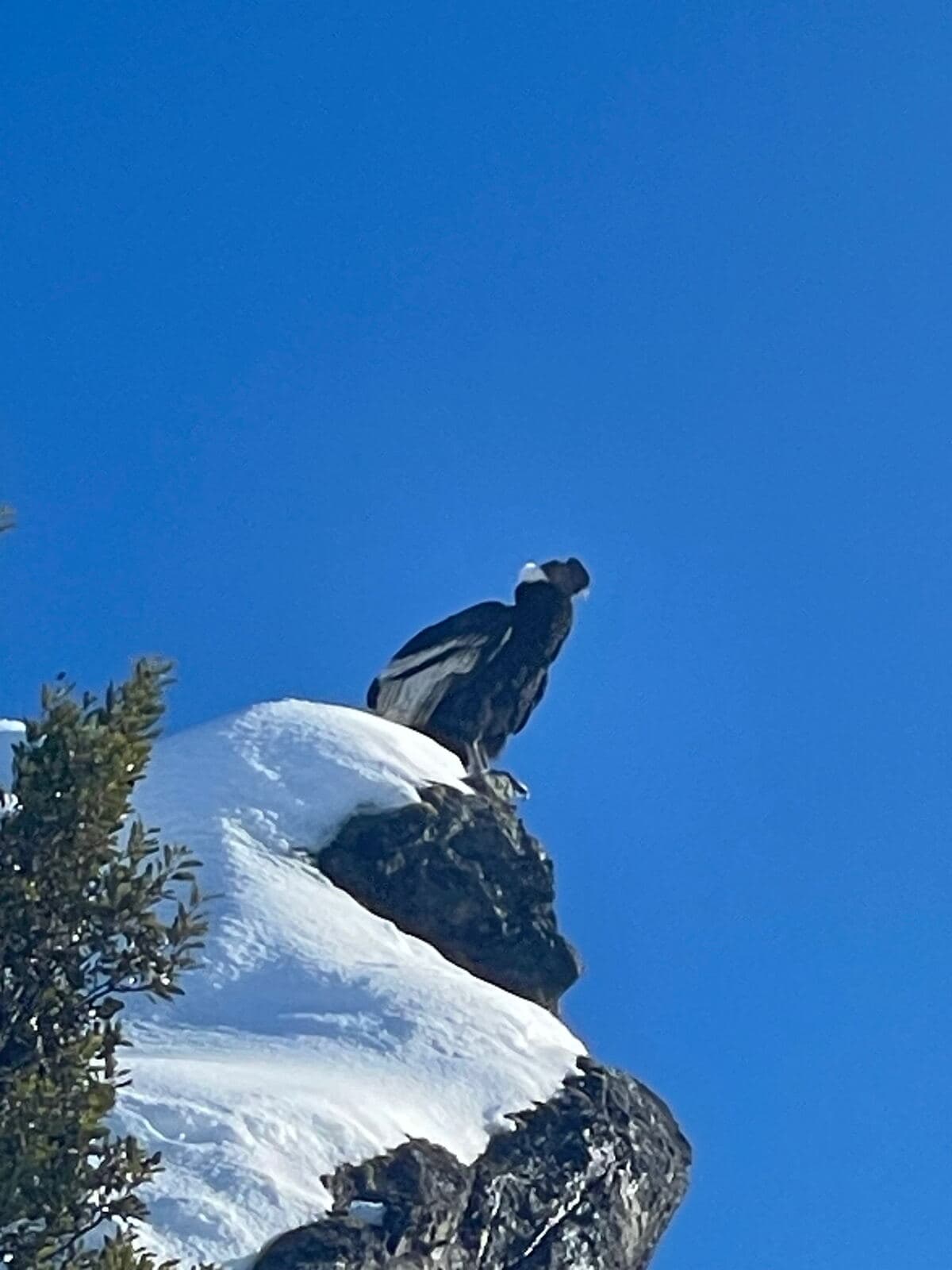 Condor perched on snowy rocks in Patagonia