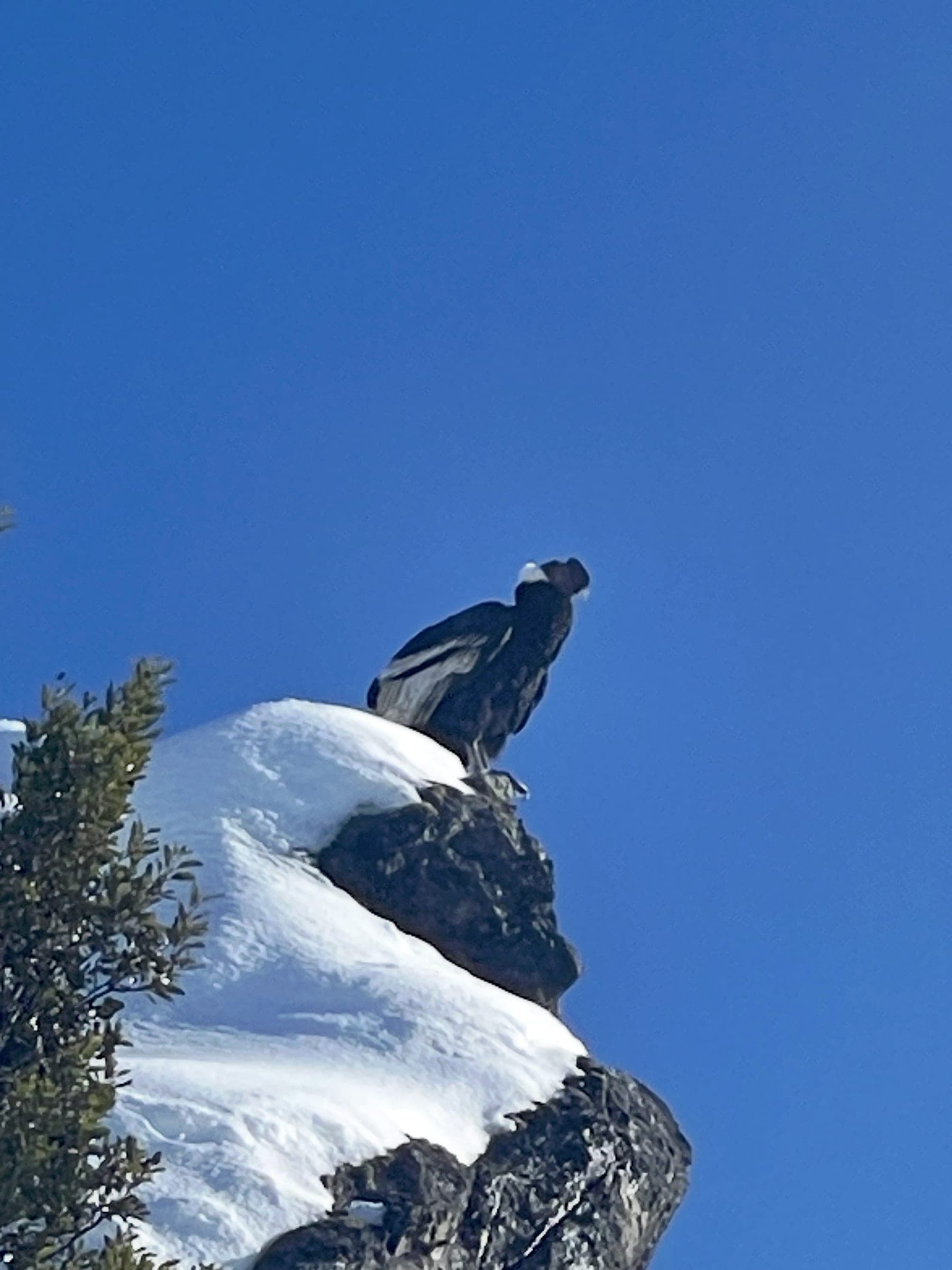 Bluebird ski trips in the mountains